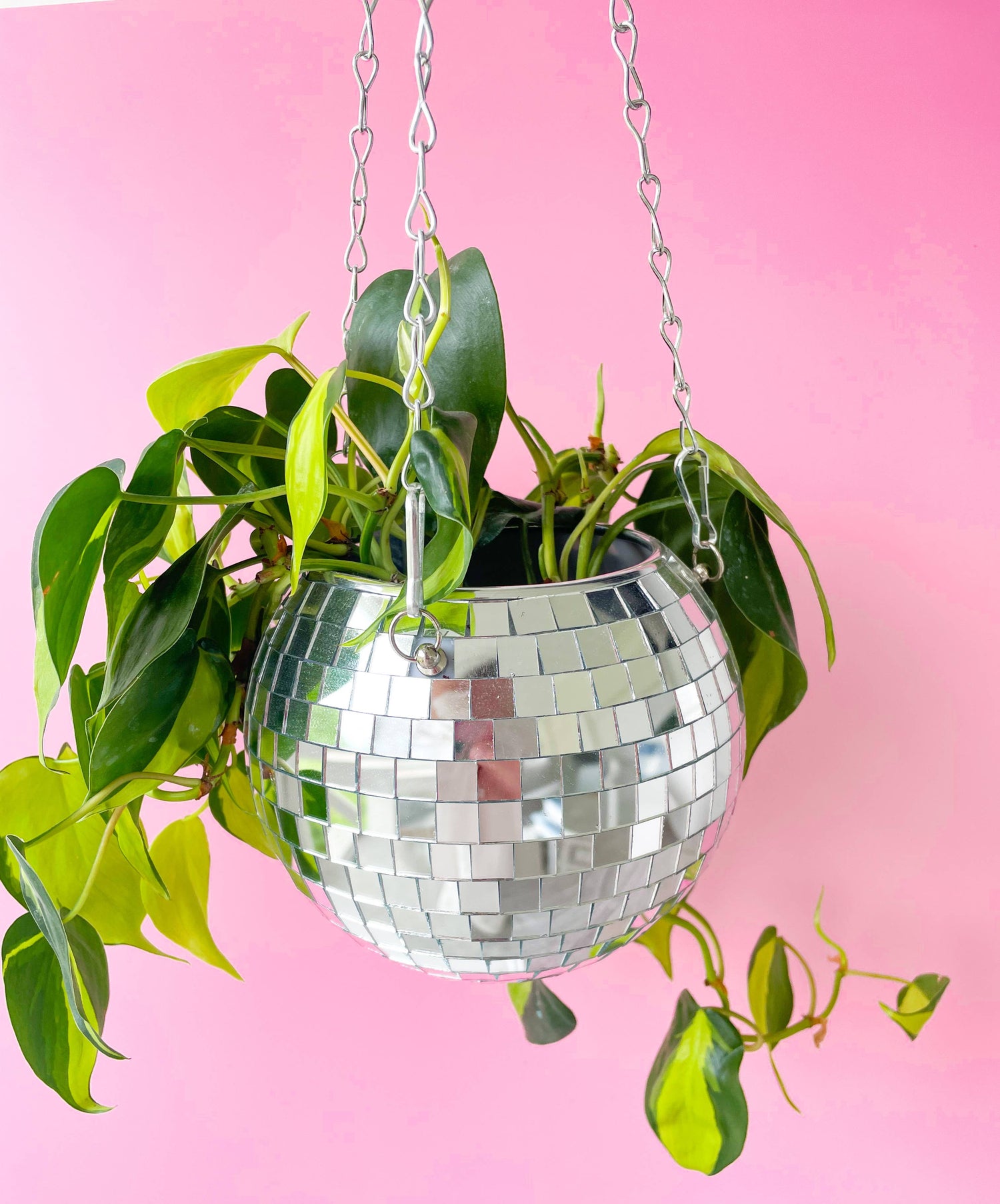 Disco 🪩